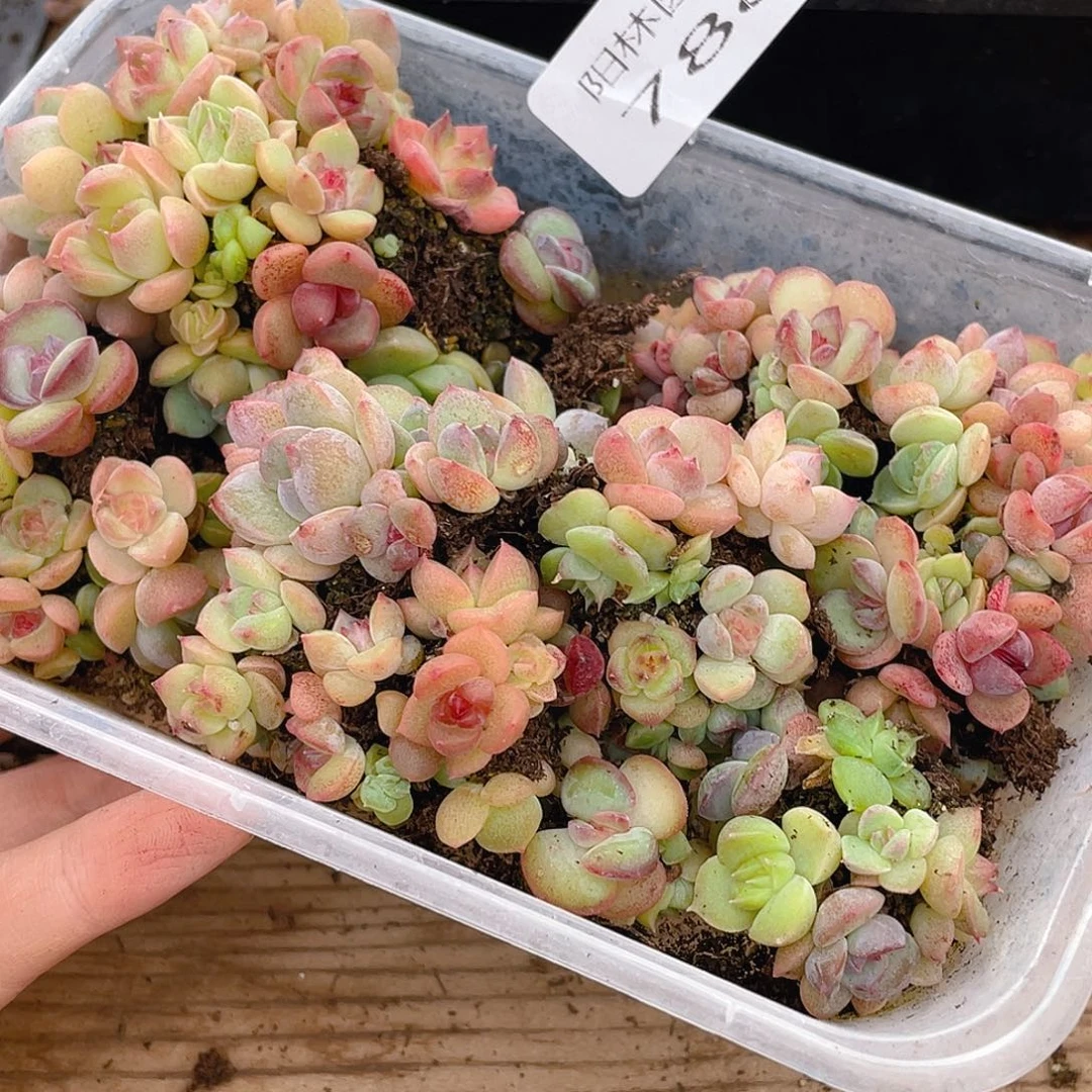 多肉植物多肉植物788