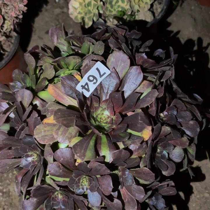 764墨染花月夜多肉植物