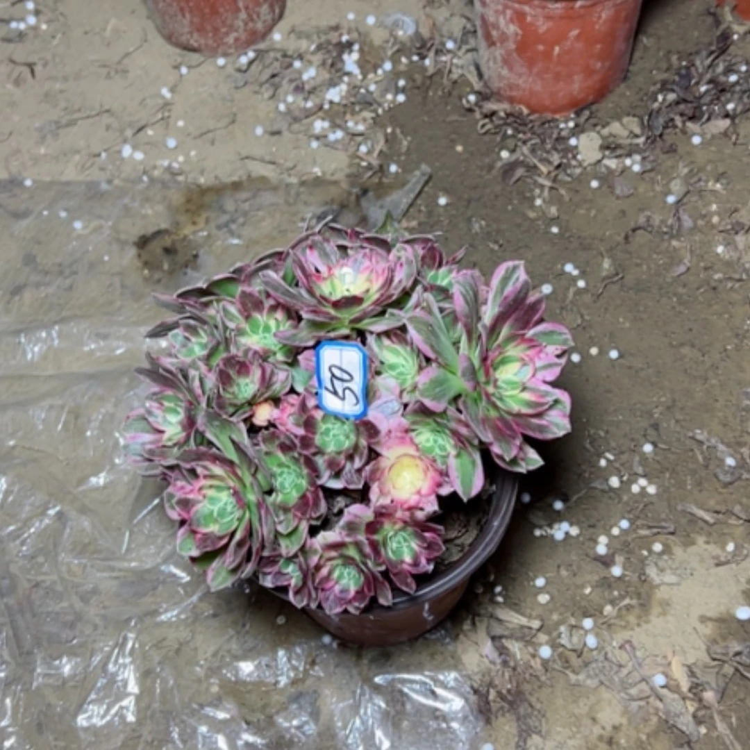 【闪购商品】海鲜50