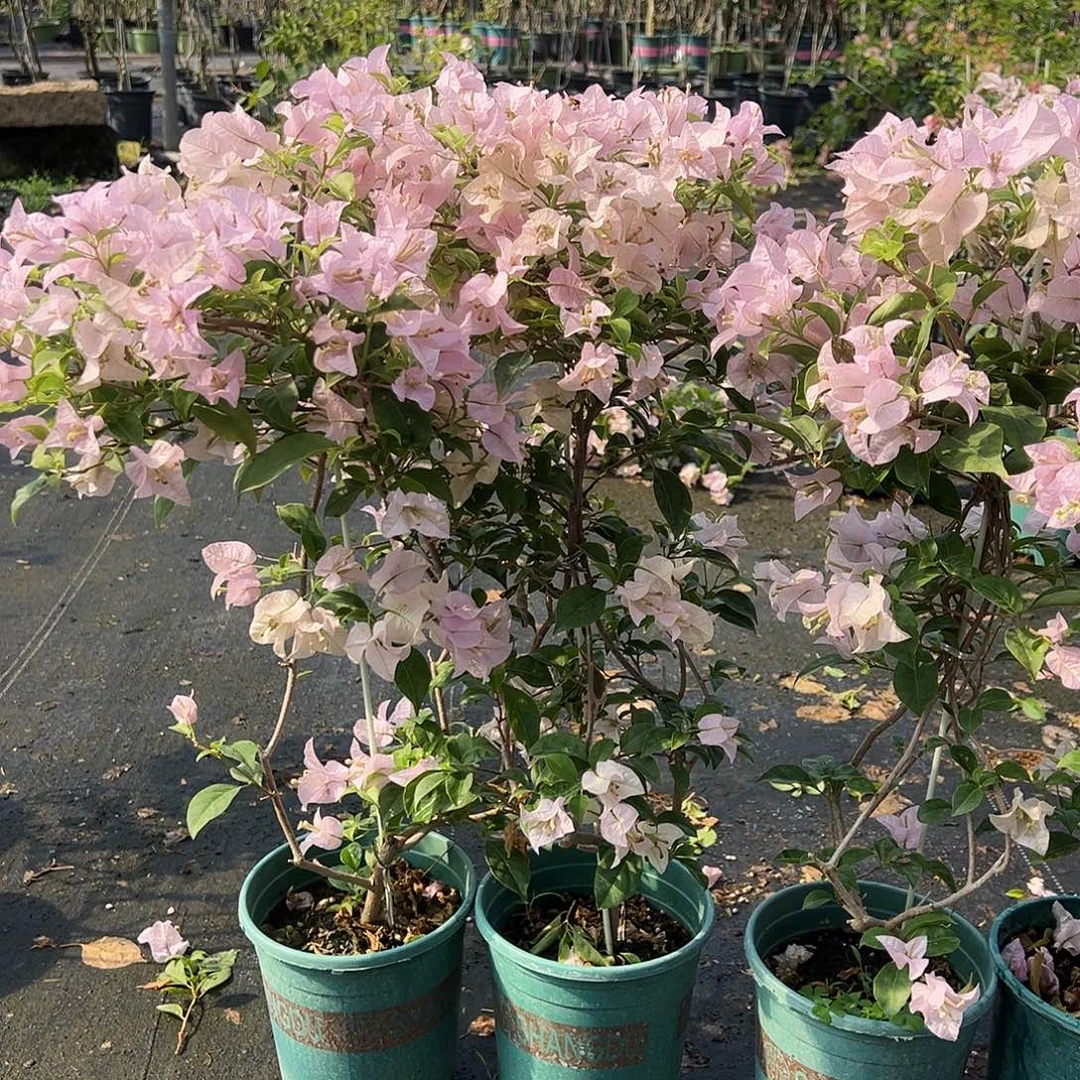 大部分花苞少量开放苹果花带竹一颗