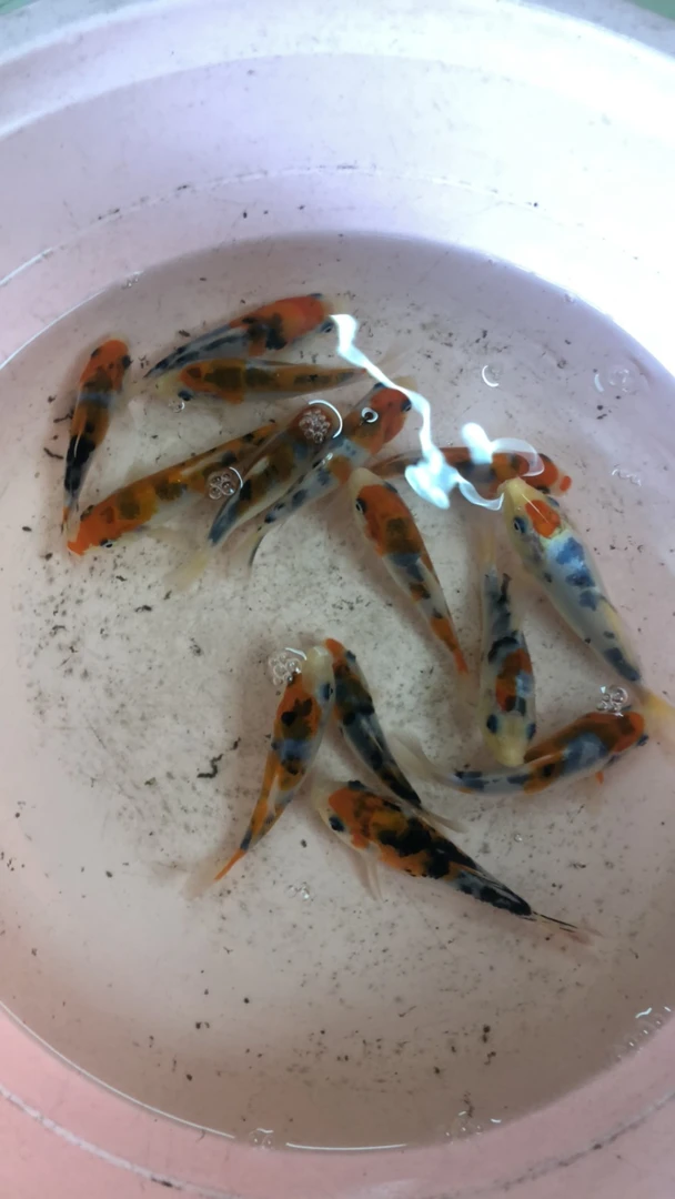 精品锦鲤活体观赏鱼