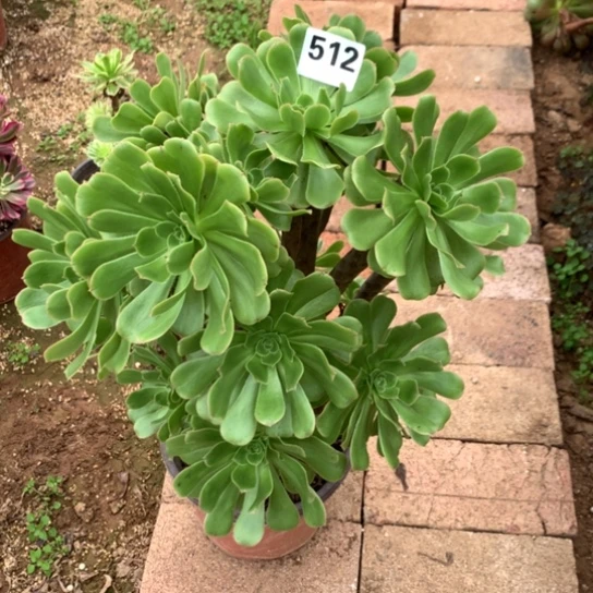 512法师多肉植物