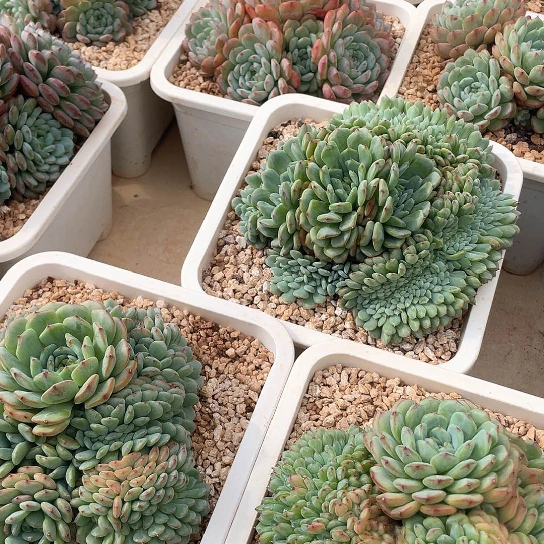 白胖子老桩群生15-18厘米可挑