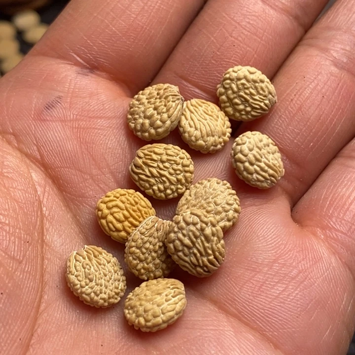 老***搞吊坠文玩核桃娜姐306