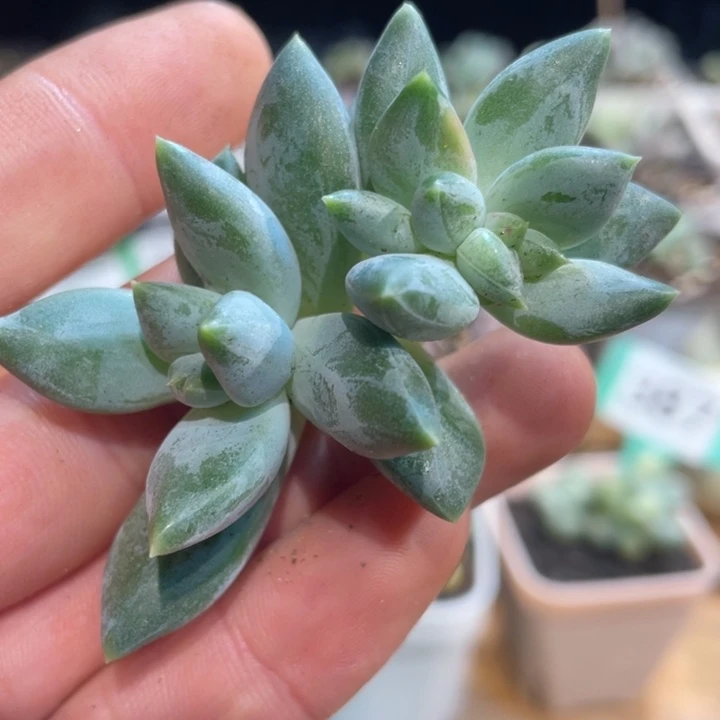 幻影美人叶心白锦276号的啊啊多肉