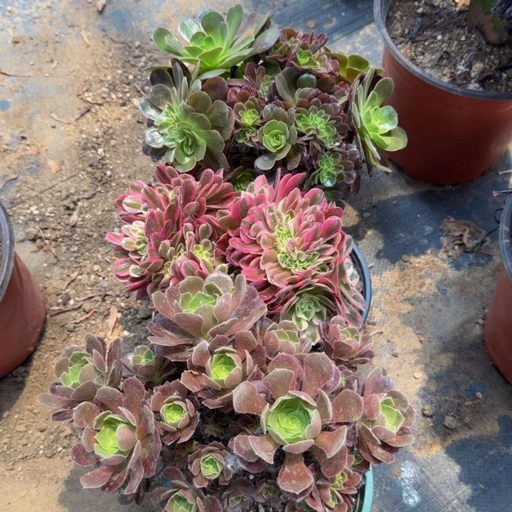 三颗特价法师155