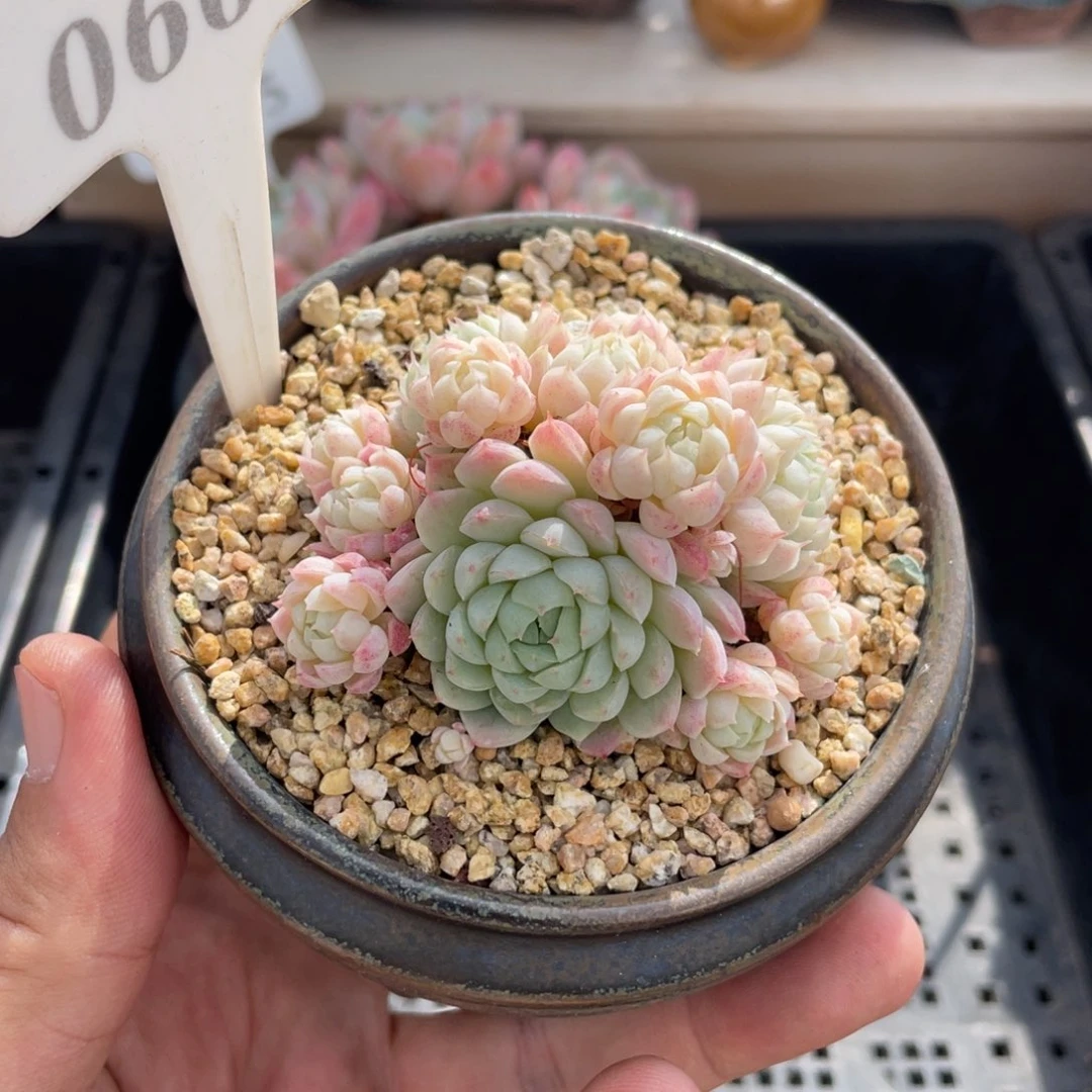 0665羊脂球不带盆7厘米