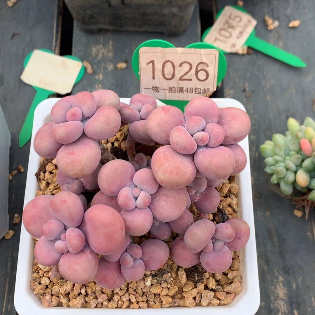 ༃***✰腰子蛋老桩无砍1026