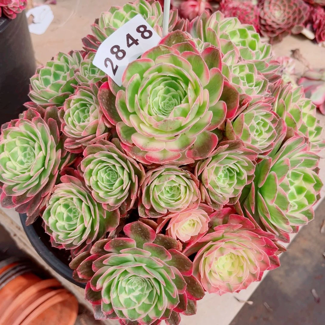 海鲜特价多肉发货