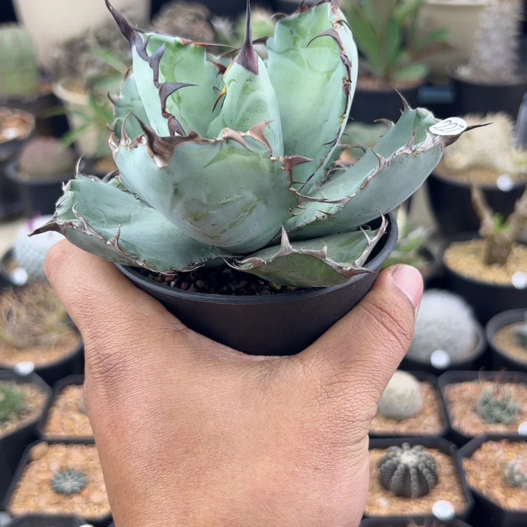 蓝鲸龙舌兰一物一拍227