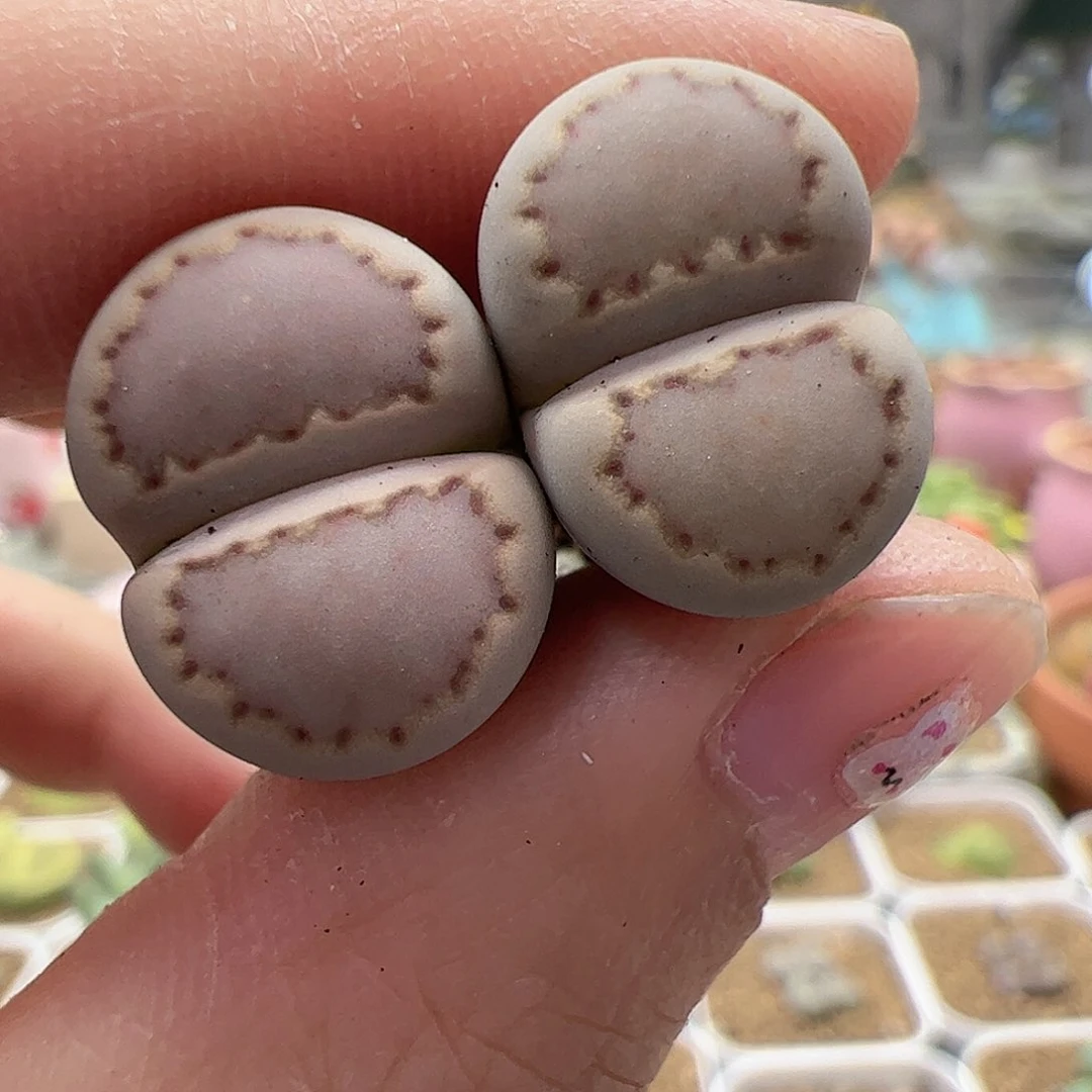 【闪购商品】196 饼干