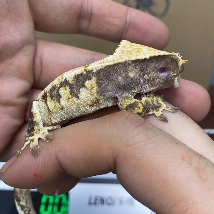 睫角守宫12.1三十一