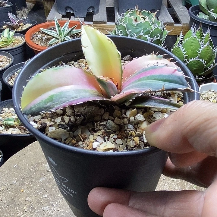 正版白鲸特殊锦。  ，