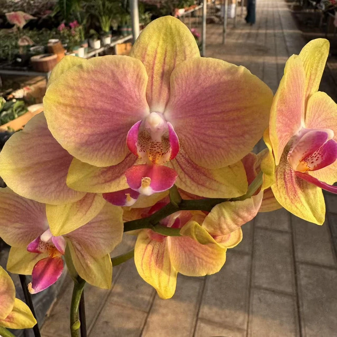 【李先生】粉千金双花剑！！蝴蝶兰带花发货