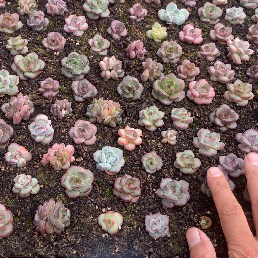 精品多肉切糕炸筐C11