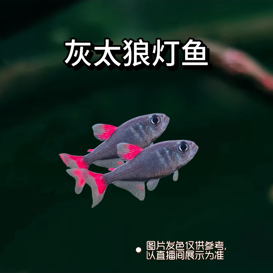 灰太狼灯鱼小型观赏鱼