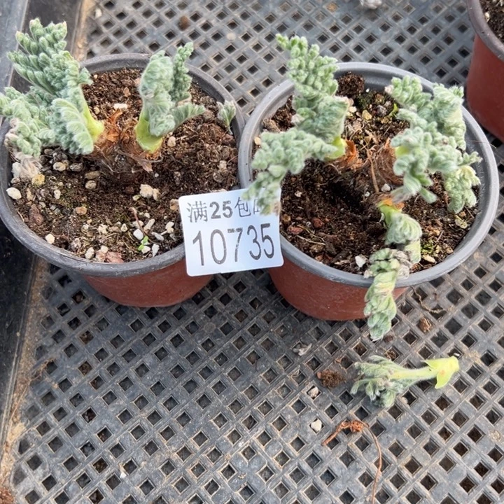 洋奎735，一物一拍