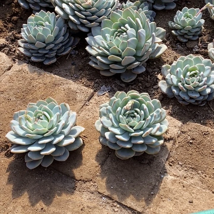 大橙梦露两颗9.99