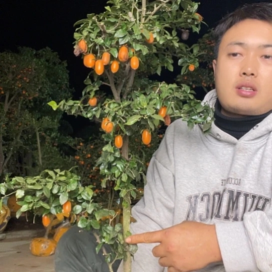 无花朵金弹子庭院原生品种