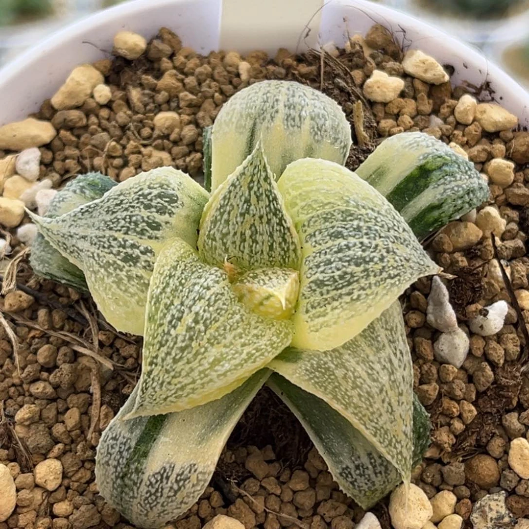 597糊斑巨大化仙女座青蟹头家多肉十二卷