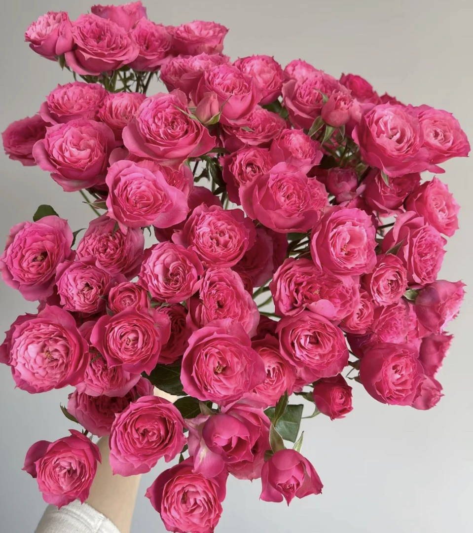 （曼）短腿多头苏菲宝贝8支➕2支防损鲜花任意满两单包邮