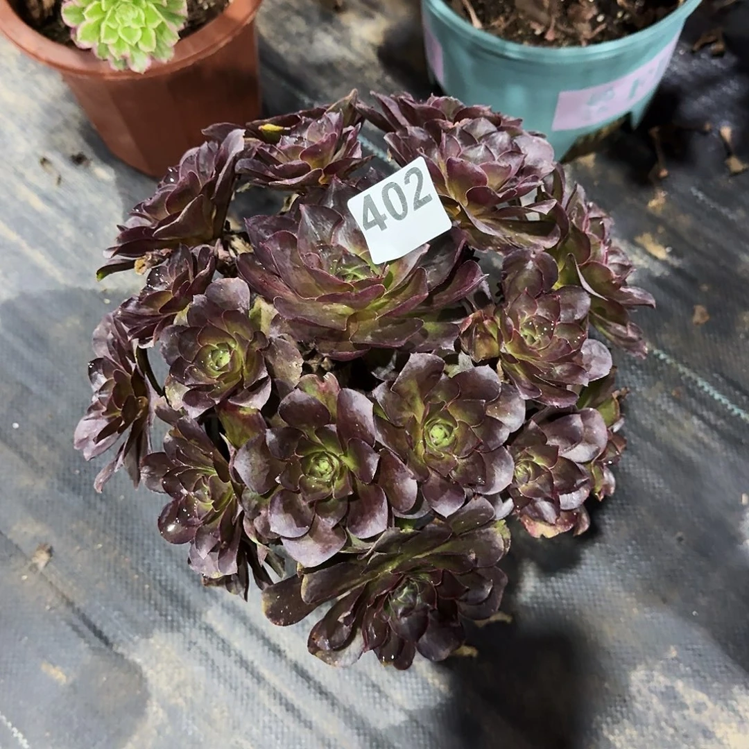 482魅金玫瑰法师多肉