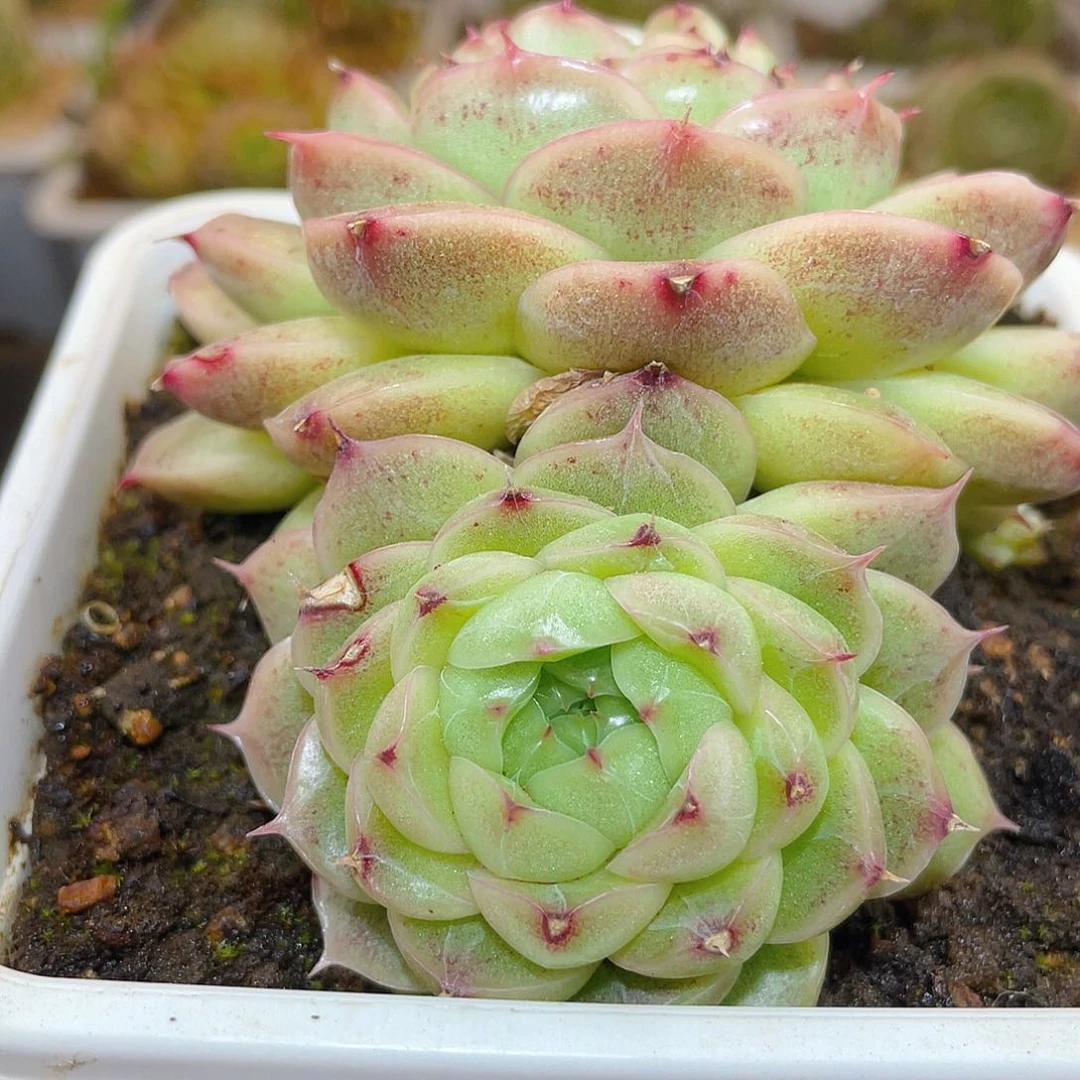 500翡冷翠母本哈哈哈