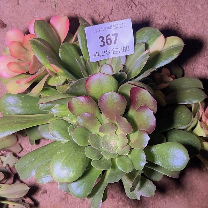 367绍修七彩多肉无根