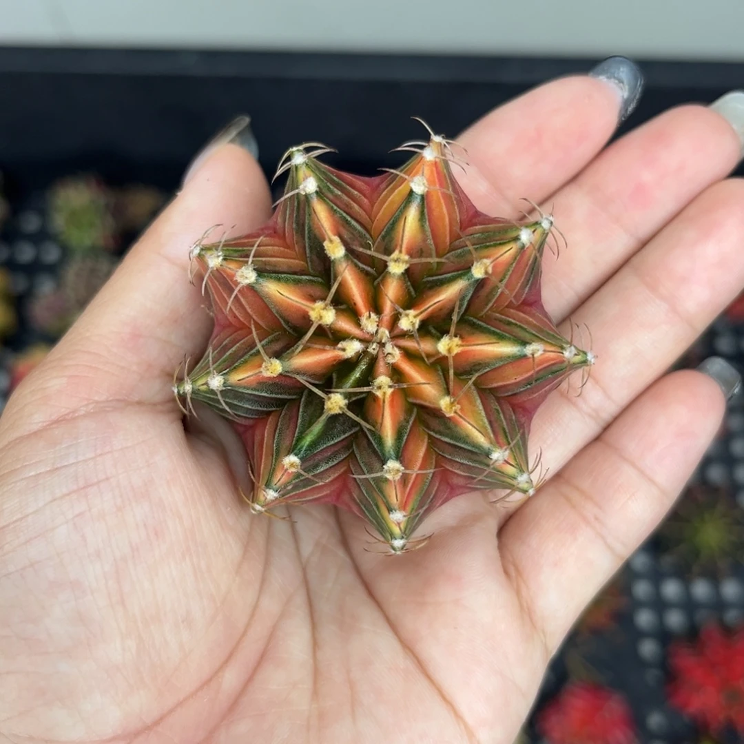 泰系肋骨锦，实生裸根