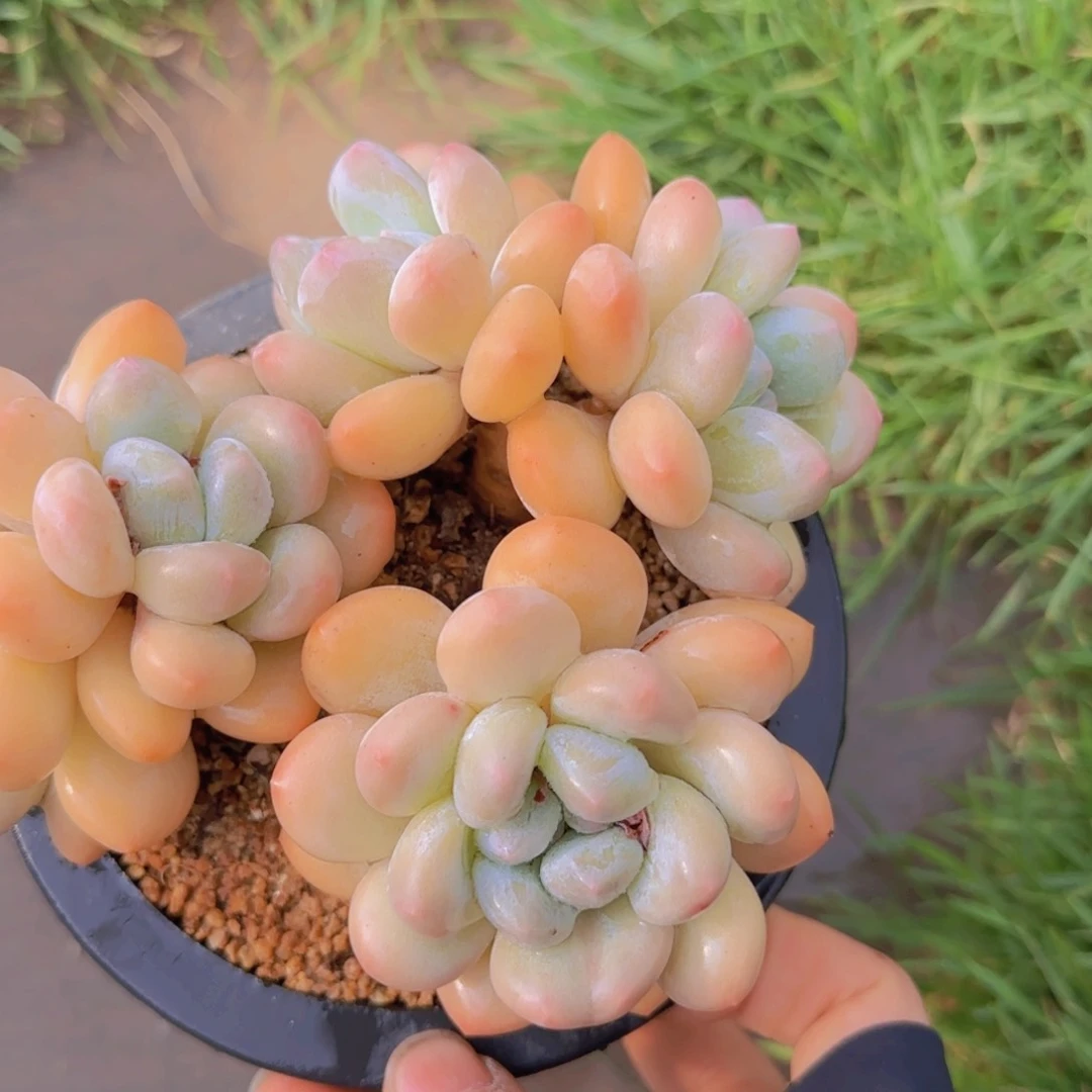 ?*语多肉植物多肉植物