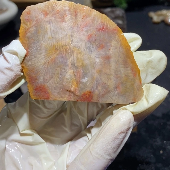 【闪购商品】未镶嵌珊瑚玉硅化玉