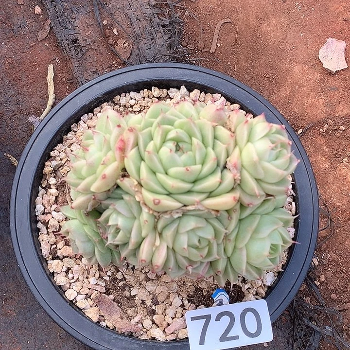 720杂一物一拍多肉