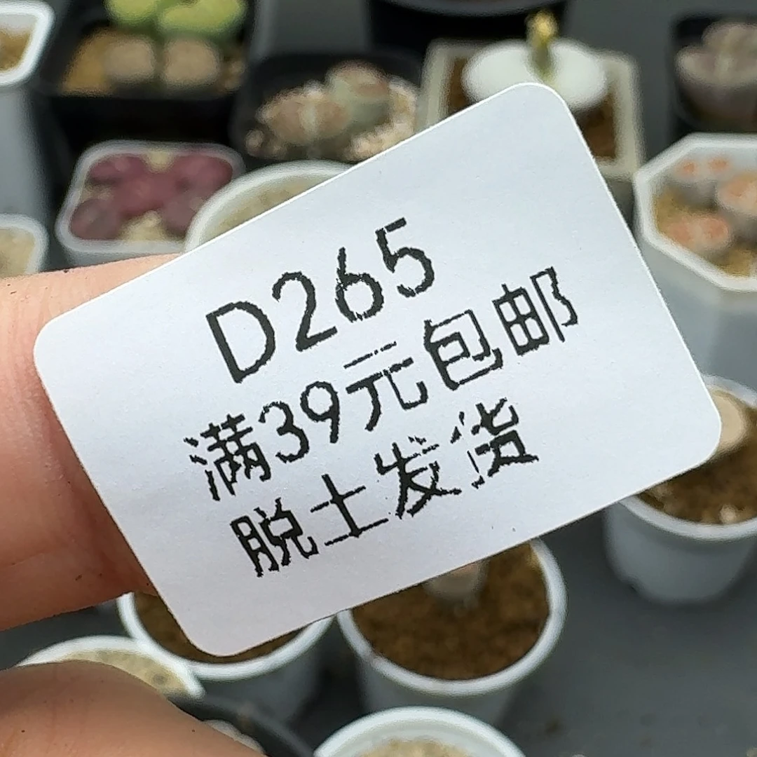 265多肉土哈哈哈哈哈哈哈