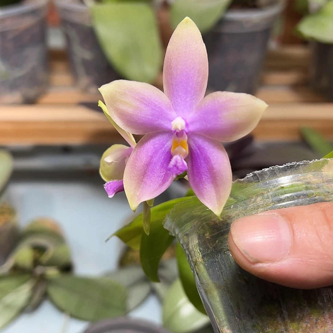 大部分开放少量花苞