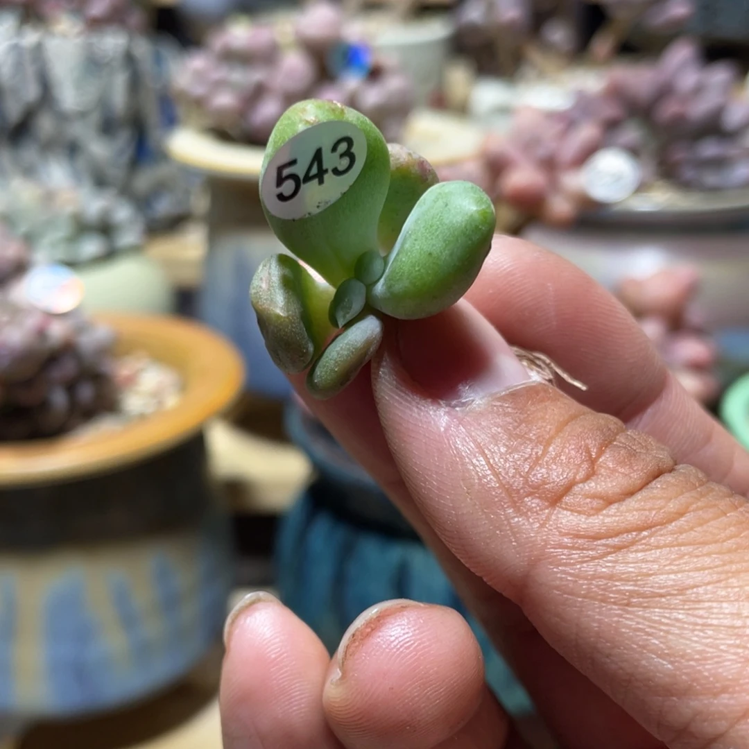 乌里韦亚多肉植物
