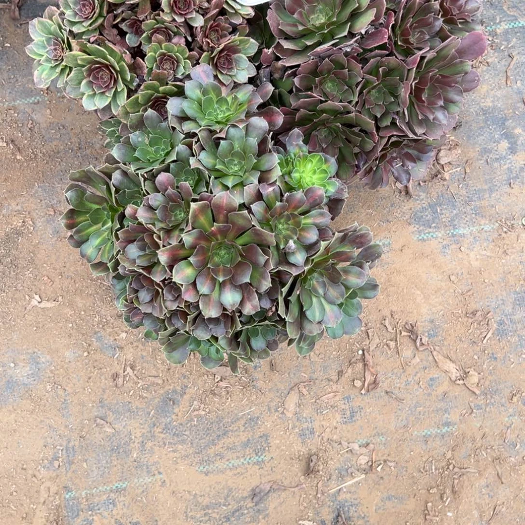 608三颗组合多肉植物法师