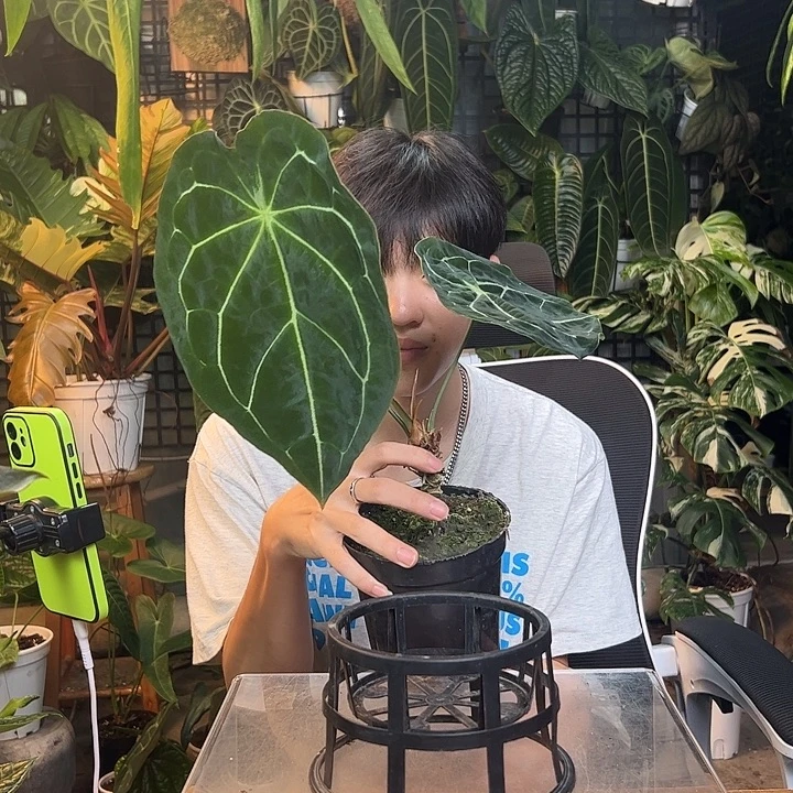 豆***完全开放一物一拍J185