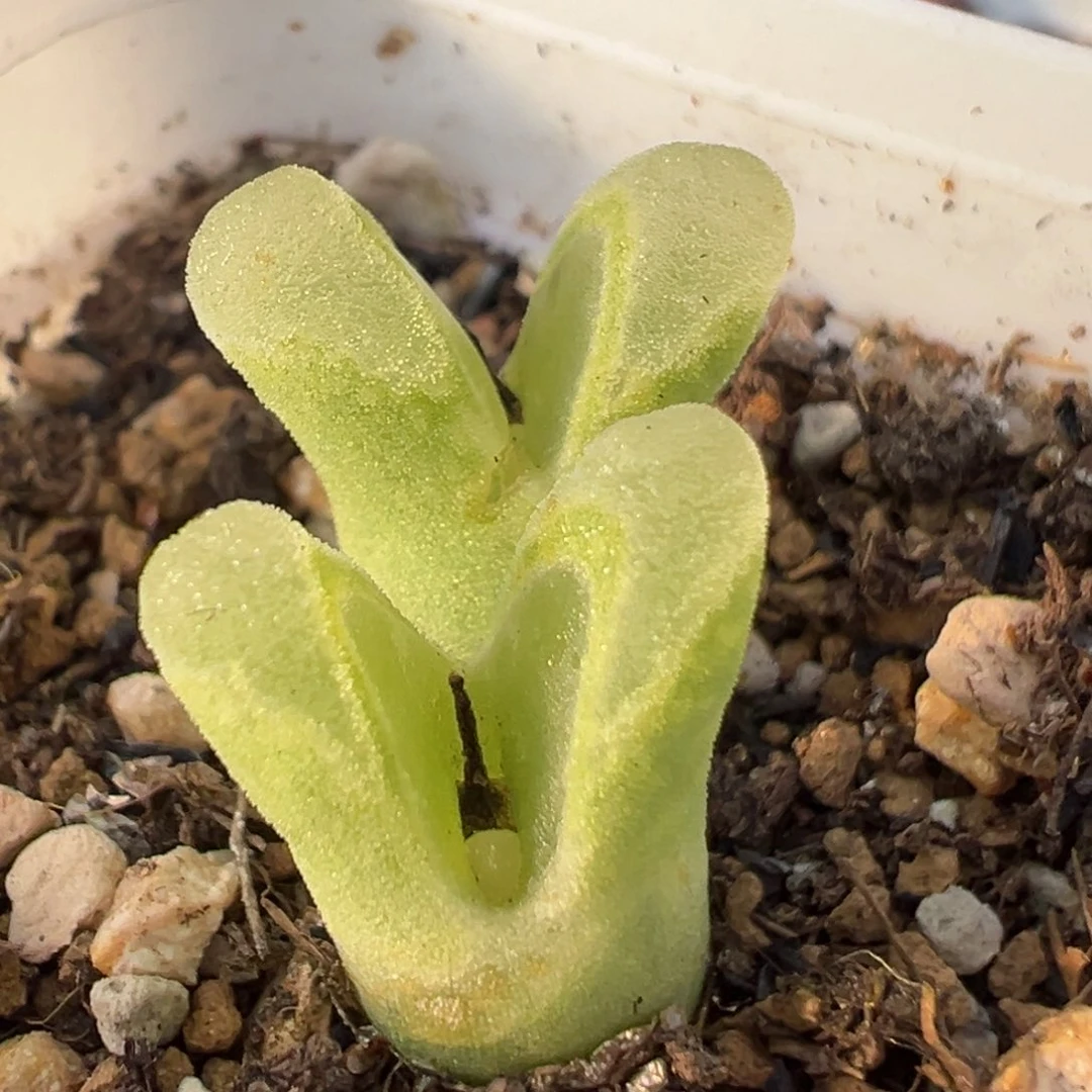 72多肉植物百科知识