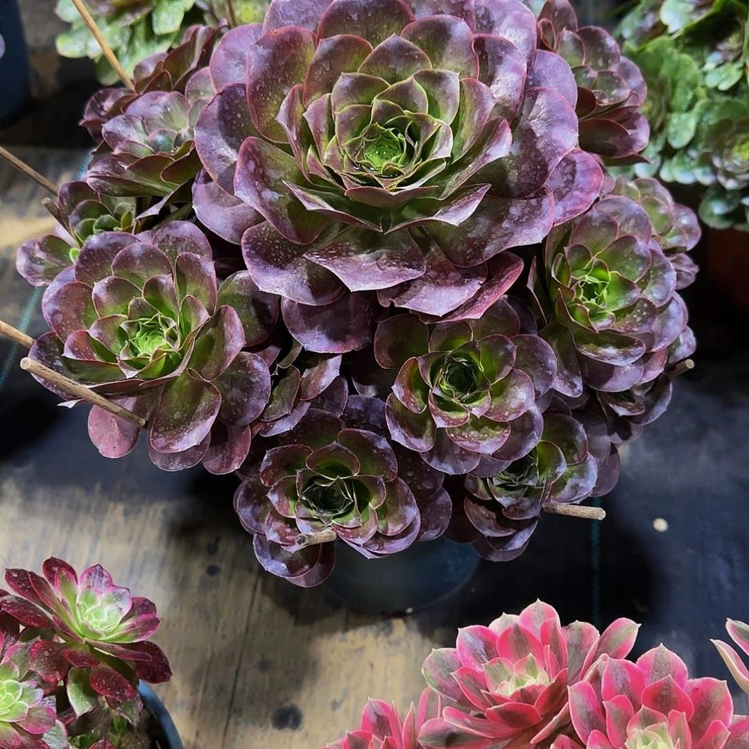 老庄魅金玫瑰法师58.8