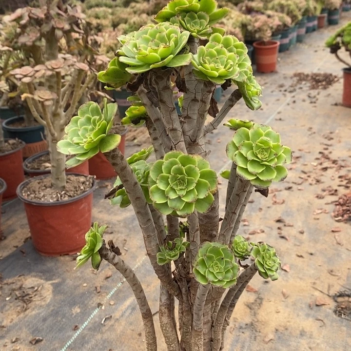 艳日伞多肉植物053