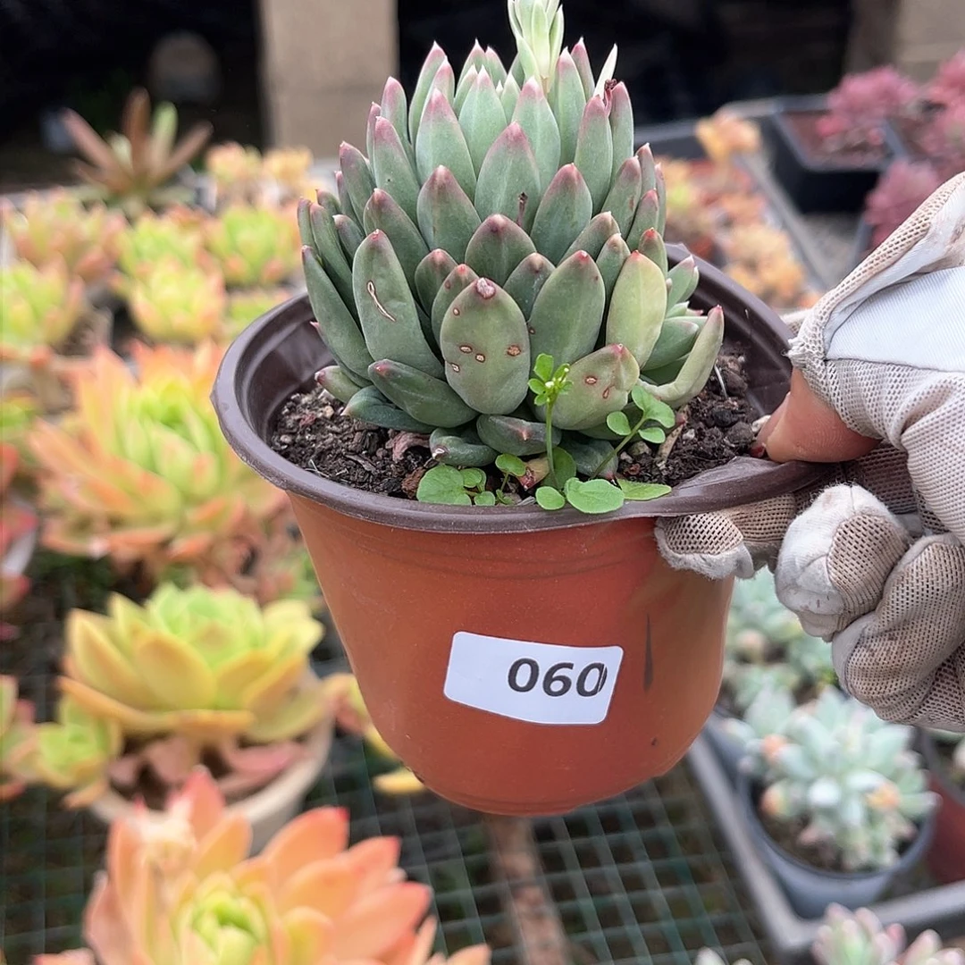 ｡****ʘ060。  111111112