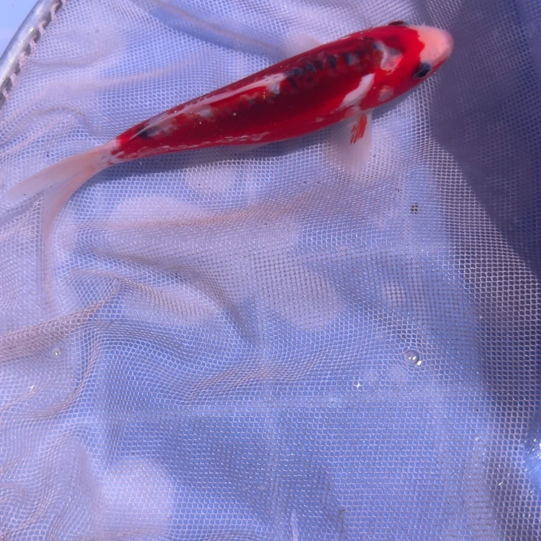 锦鲤精品锦鲤大卖6