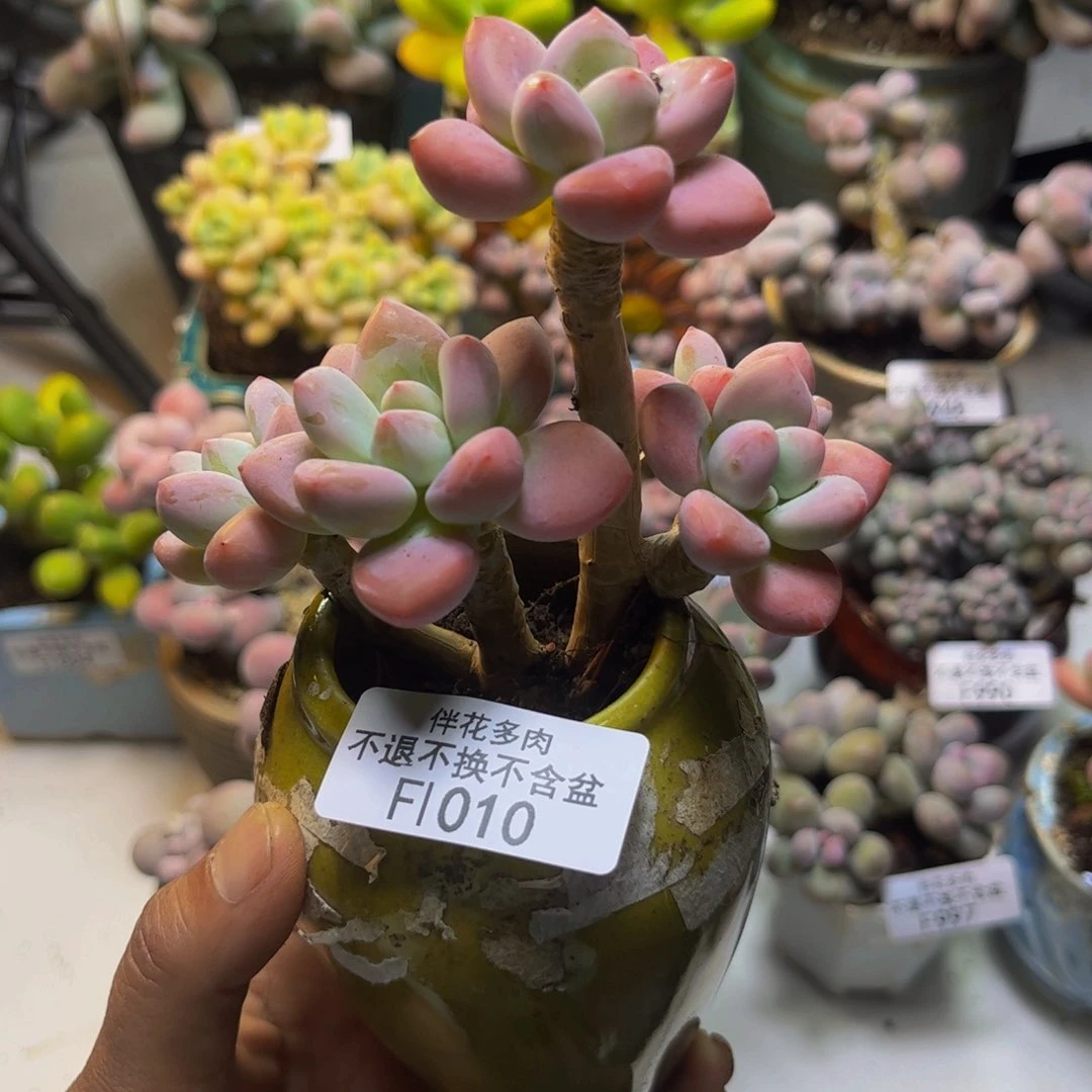 樱花洛神010/8cm多肉