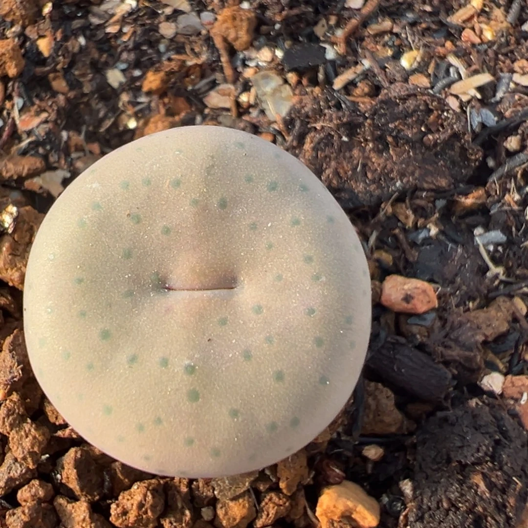 71多肉植物百科奶油嘴