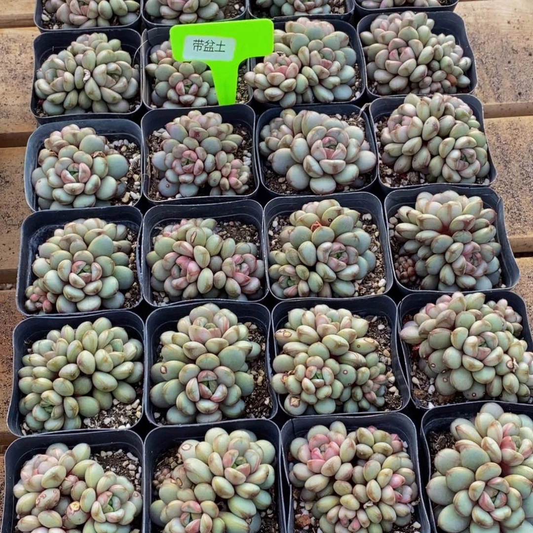 星****?356多肉植物我都是