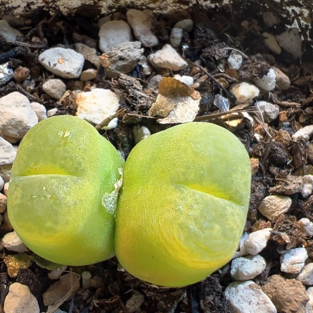 316多肉植物百科知识