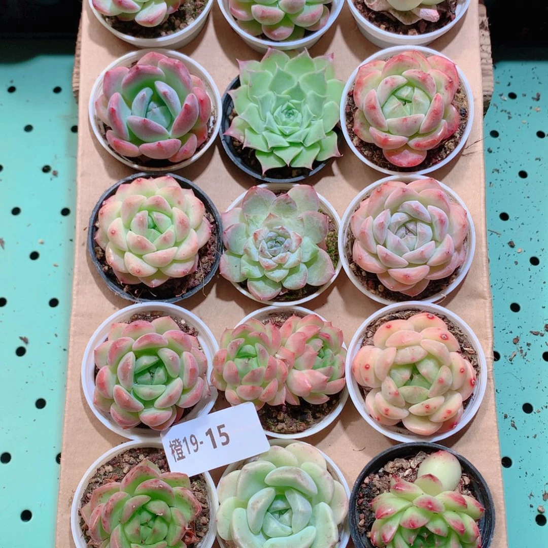 19-15一物一拍带盆18颗