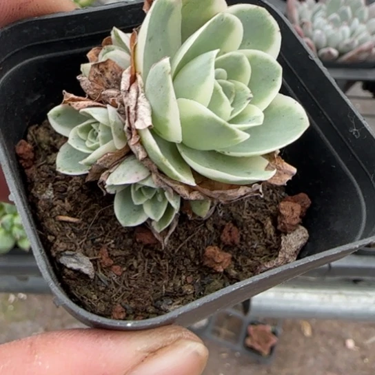 95玫瑰锦多肉植物多