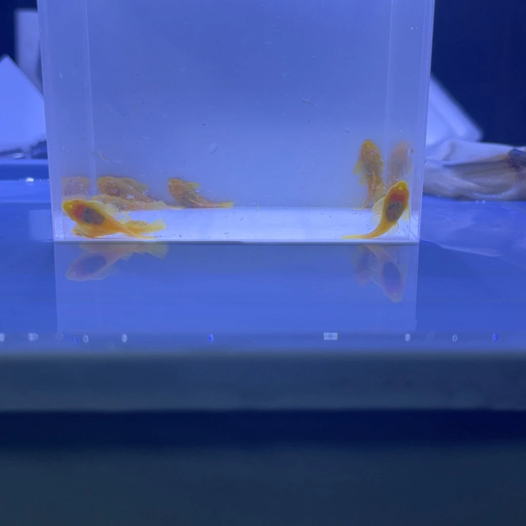 孔雀鱼胡子10条开箱视频报损