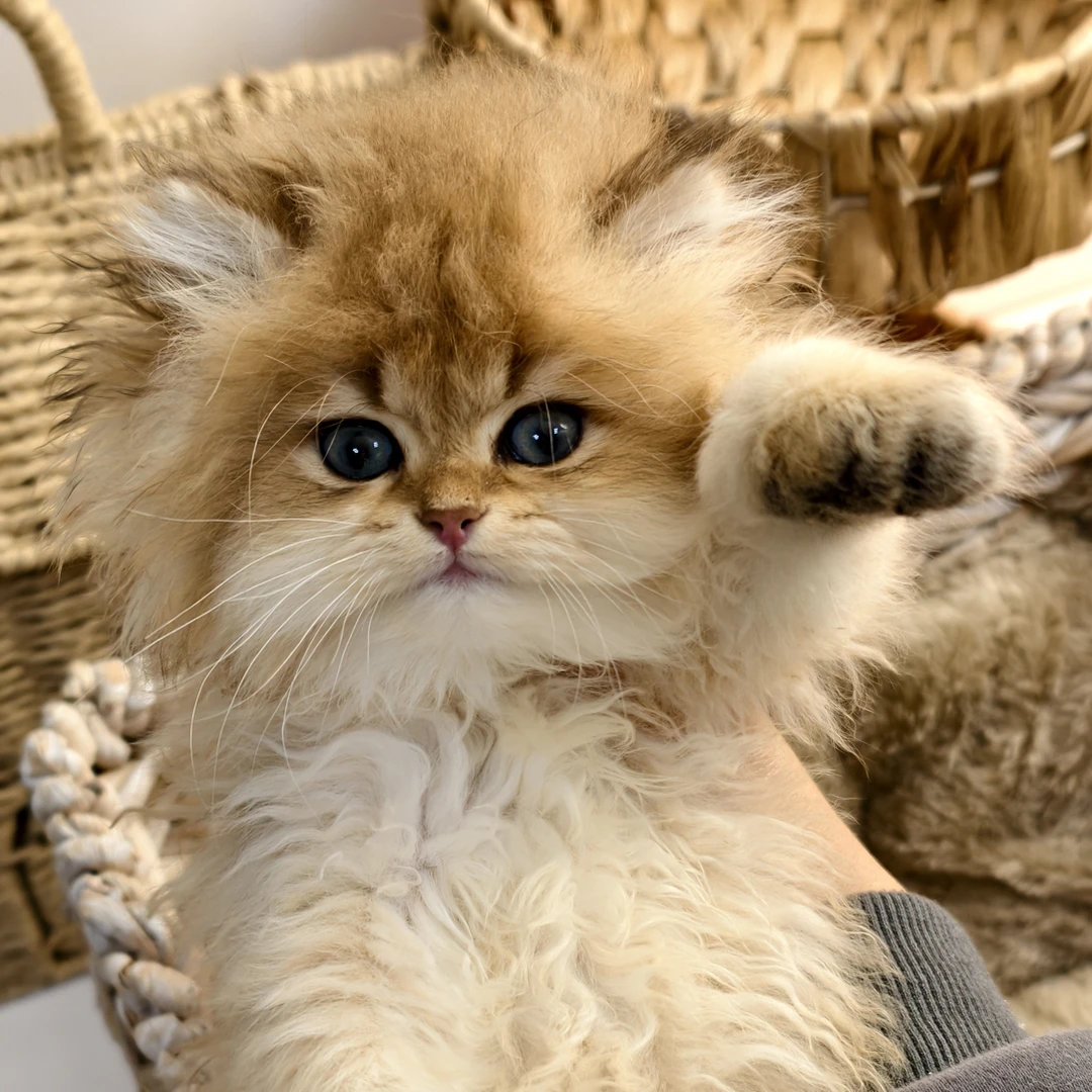 喜喵家熊版金渐层短毛猫、长毛猫；英国长毛猫、英国短毛猫